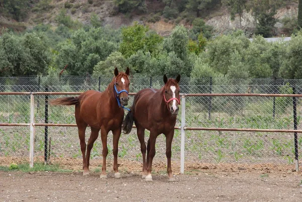 Full Day: Horse Safari in Ghost Town from Fethiye and Oludeniz Group Tour