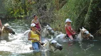 Half Day: Horse Riding in Bodrum Forest Group Tour - 5