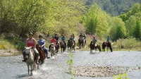 Half Day: Horse Riding in Bodrum Forest Group Tour - 8