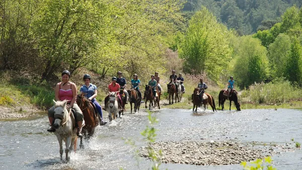 Half Day: Horse Riding in Bodrum Forest Group Tour